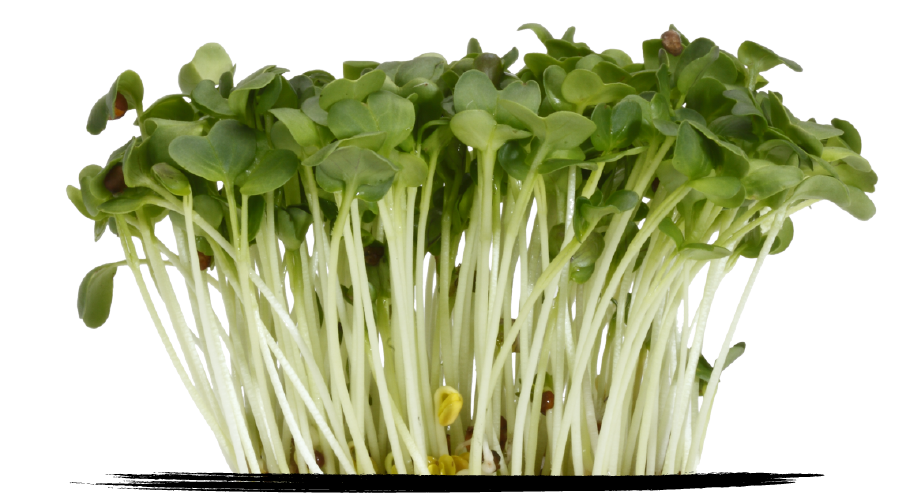 Cress Daikon