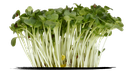 Cress Daikon