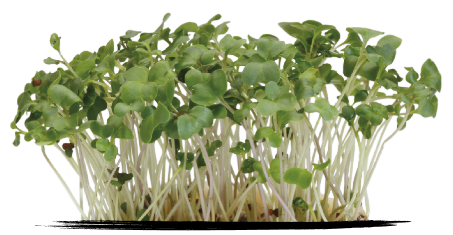 Cress Brocco