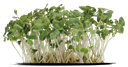 Cress Brocco