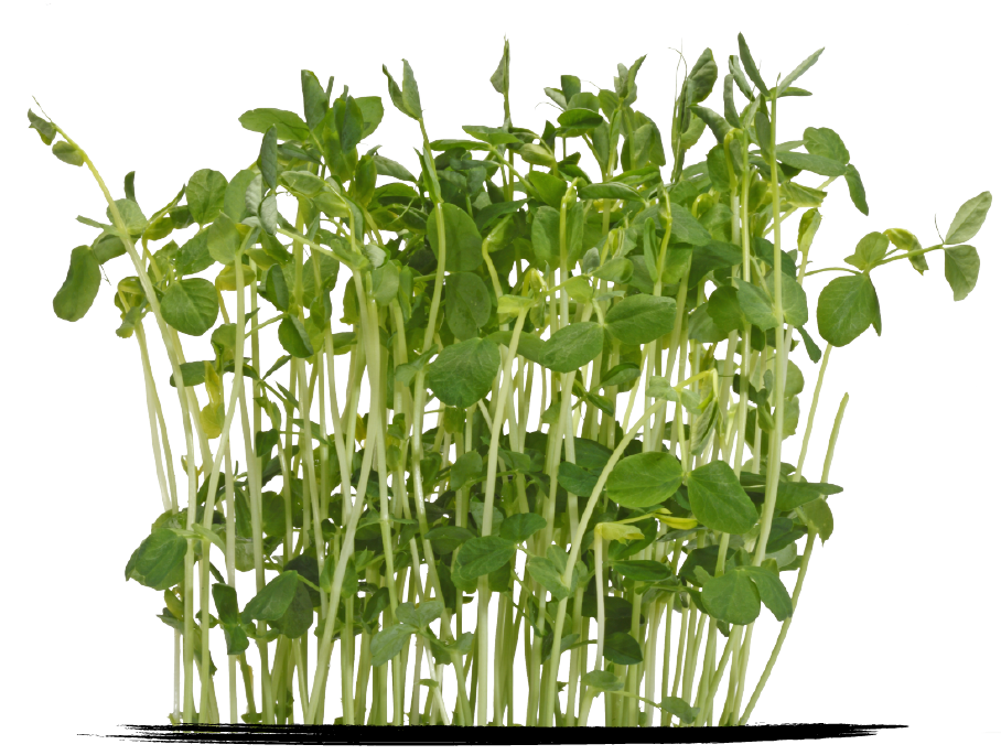 Cress Pea shoots