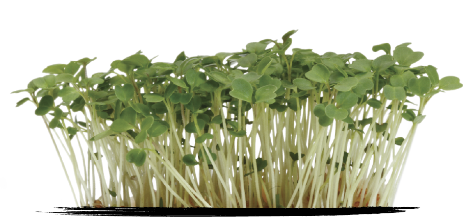 Cress Rucola