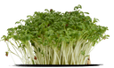 Cress Garden