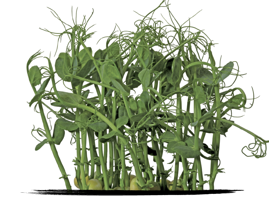 Cress Affilla