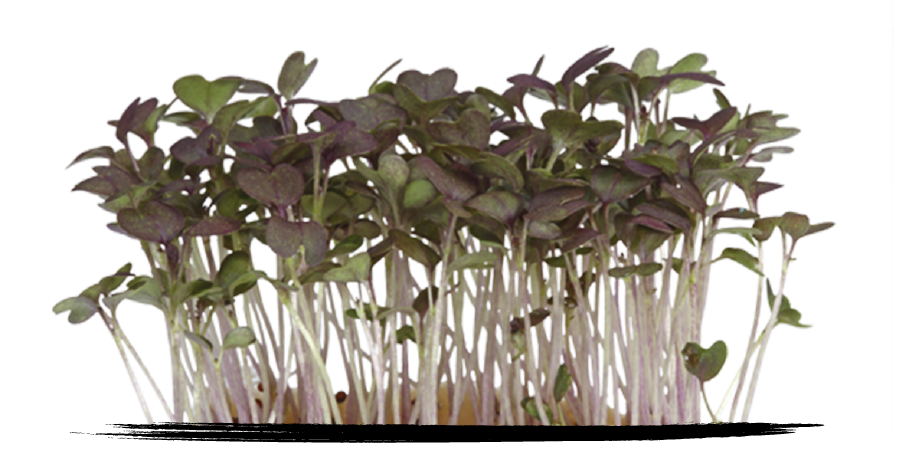 Cress Red Mustard