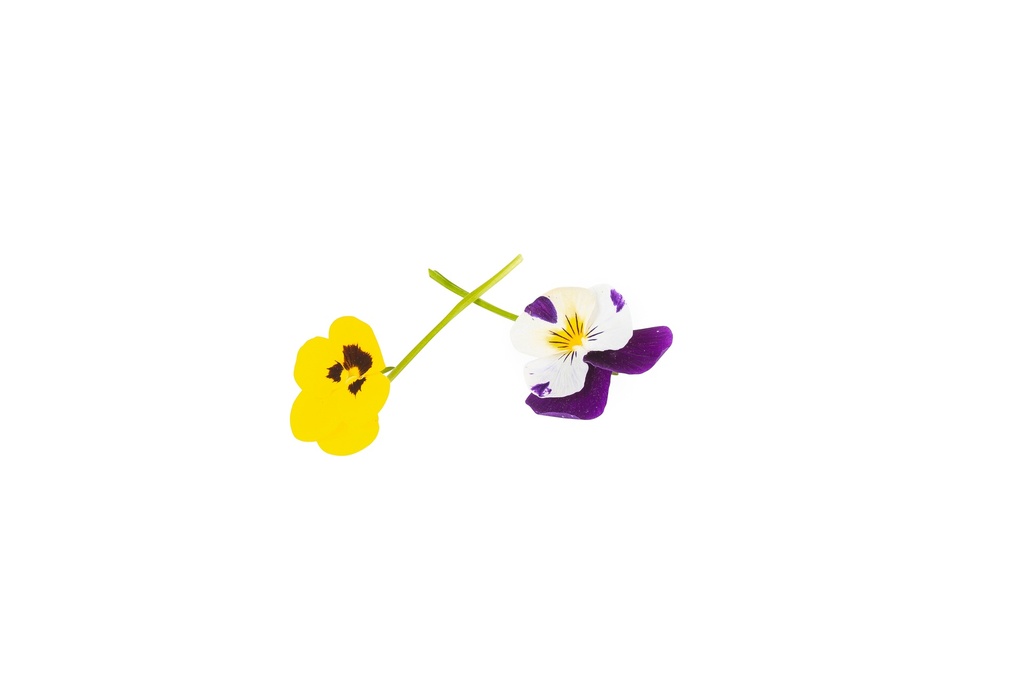 Eetbare viool - bloem