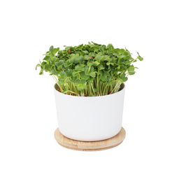 Grown cress kweekset bamboo (herbruikbaar)