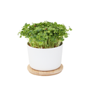 Grown cress kweekset bamboo (herbruikbaar)