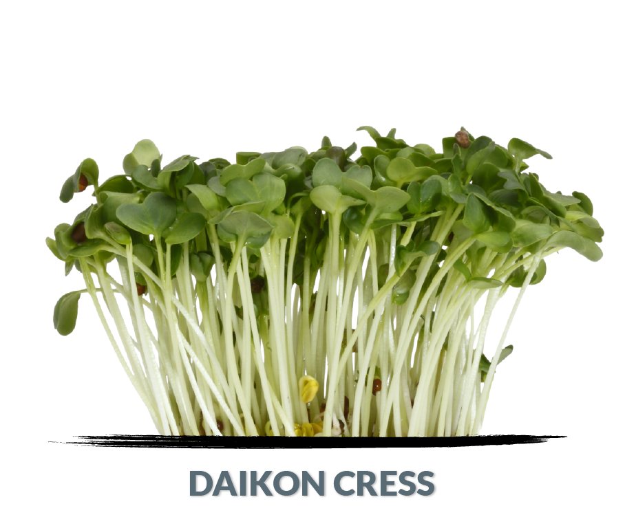 Cress Daikon