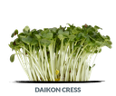 Cress Daikon