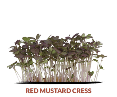 Cress Red Mustard