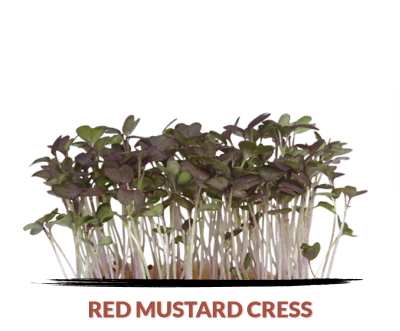 Red mustard cress