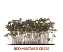 Red mustard cress