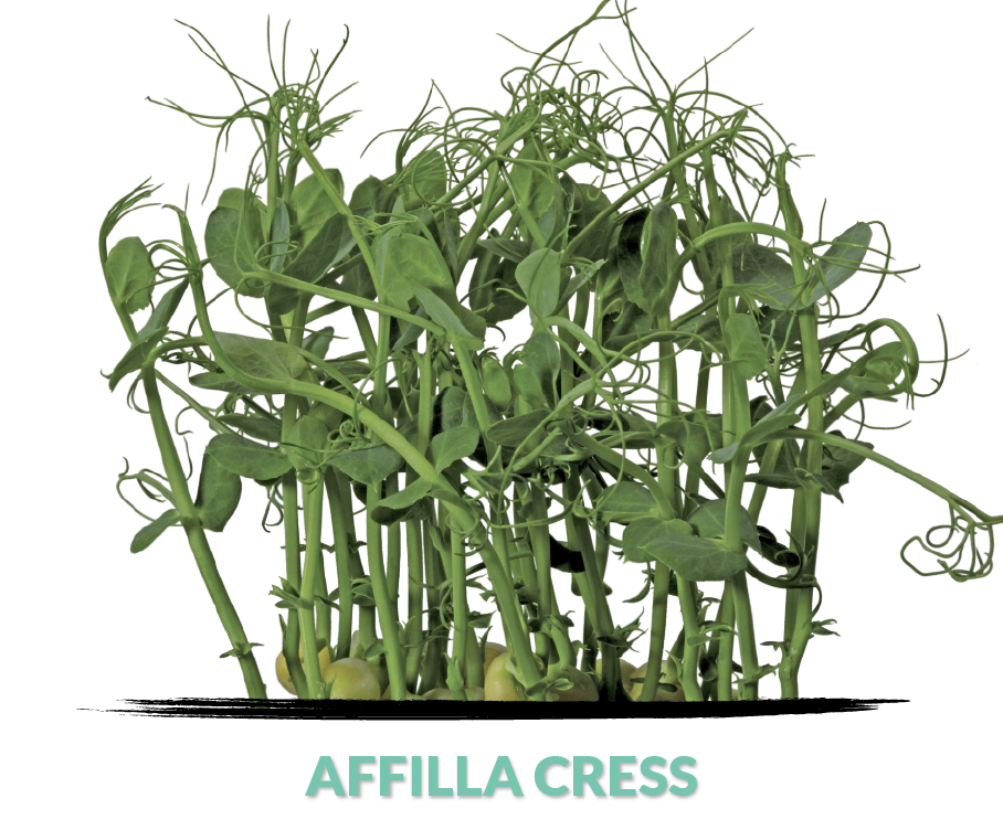 Affilla cress