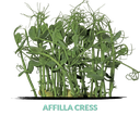 Affilla cress