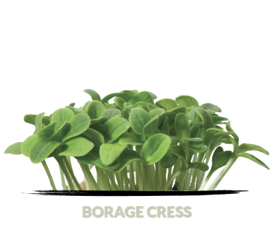 Borage cress
