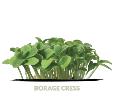 Cress Borage