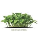 Cress Borage