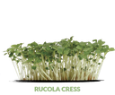 Cress Rucola