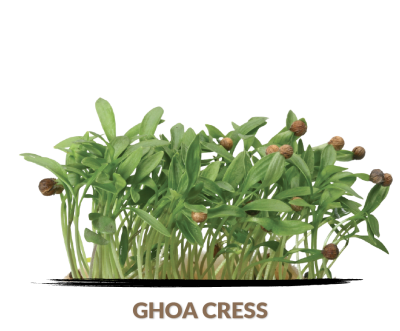 Ghoa cress