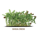 Ghoa cress