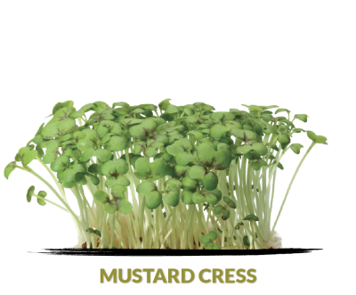 Mustard cress