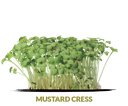 Cress Mustard