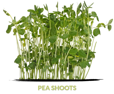 Pea shoots cress