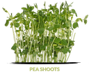 Pea shoots cress