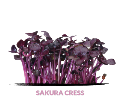Cress Sakura