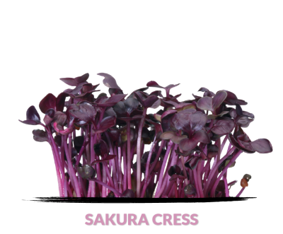 Sakura cress