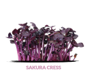 Sakura cress