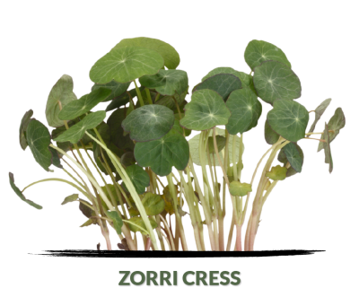 Cress Zorri