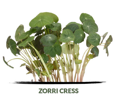 Zorri cress