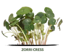 Zorri cress