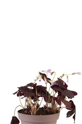 Oxalis