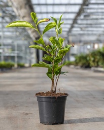 Nederlandse thee plant - Camellia sinensis plug P7 maat