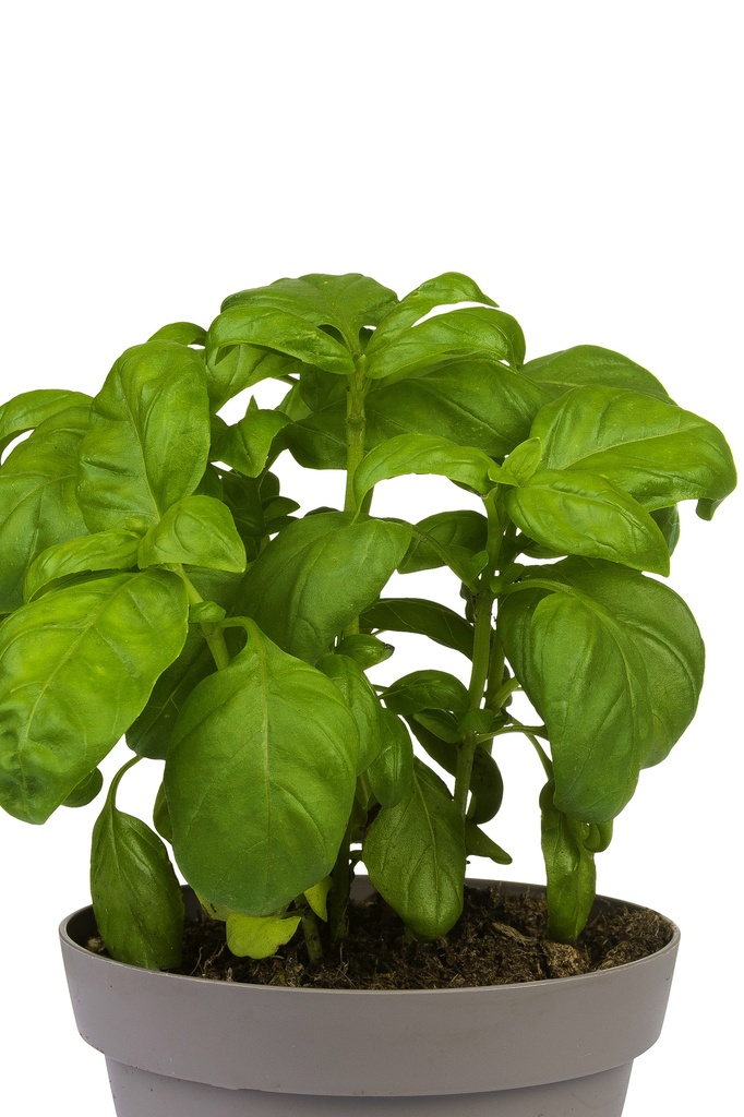 Basilicum normaal