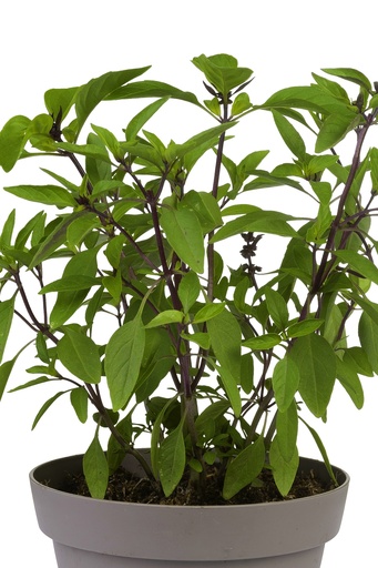 Basilicum thais