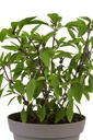 Basilicum thais