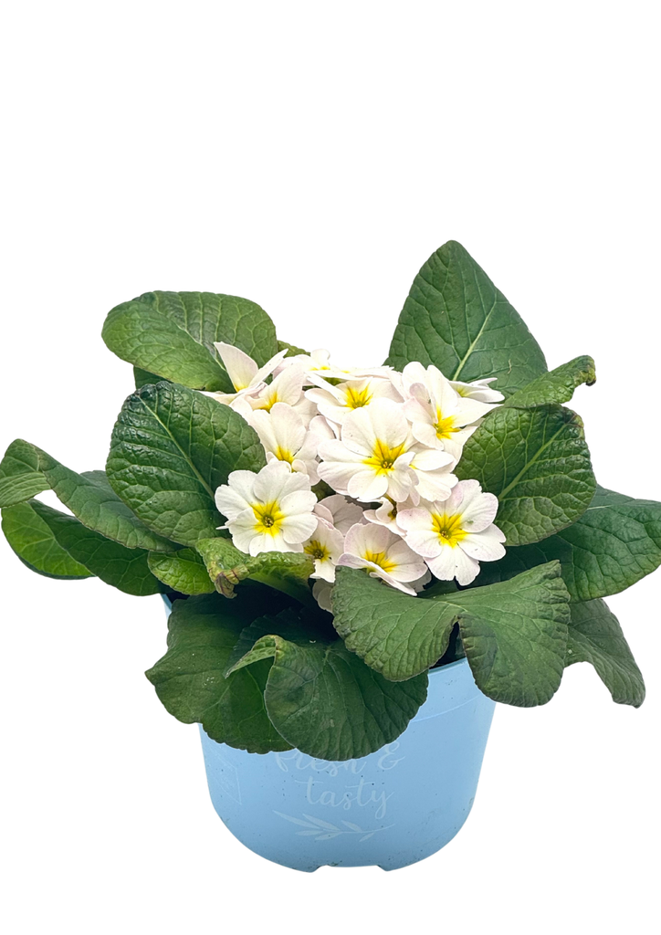 Primula