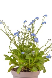 Myosotis / vergeetmijniet