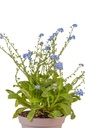 Myosotis / vergeetmijniet
