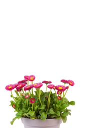 Bellis / madelief