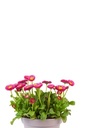 Bellis / madelief