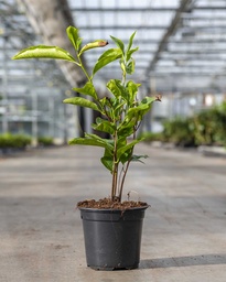 Nederlandse thee plant - Camellia sinensis (verschillende maten)