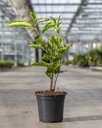 Nederlandse thee plant - Camellia sinensis (verschillende maten)