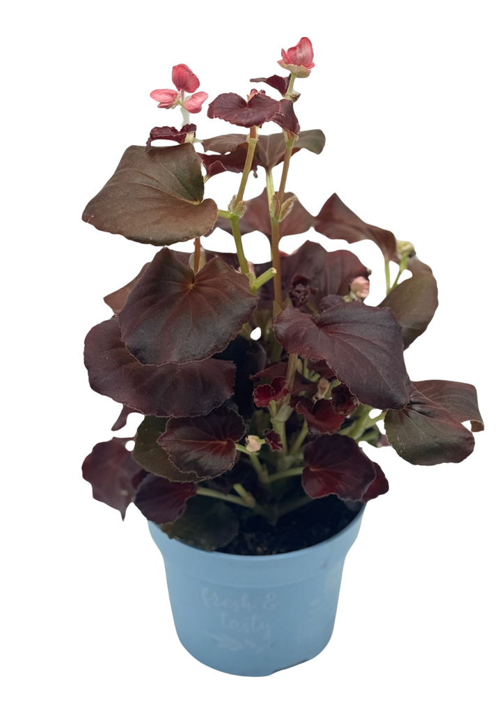 Begonia / apple blossom