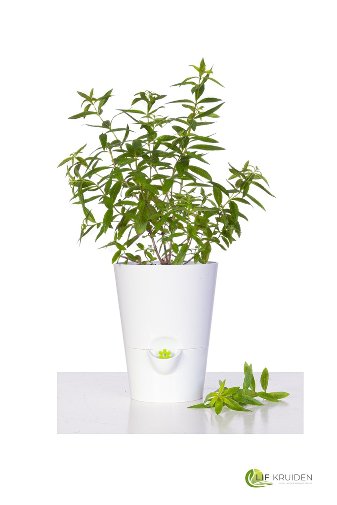 Fresh herb pot