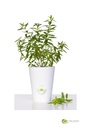 Fresh herb pot